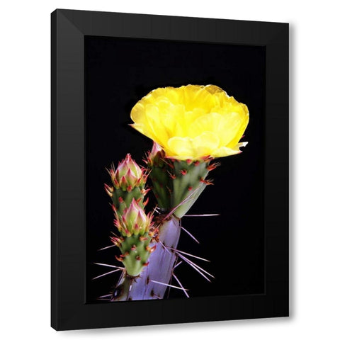 Beginning the Month of Yellow Black Modern Wood Framed Art Print with Double Matting by Taylor, Douglas