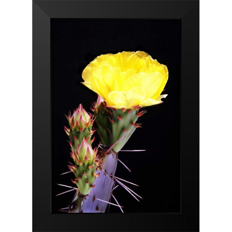 Beginning the Month of Yellow Black Modern Wood Framed Art Print by Taylor, Douglas