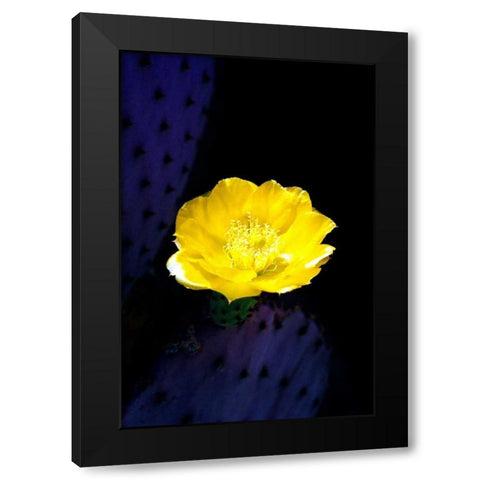 Prickly Pear Cactus Blossom Black Modern Wood Framed Art Print with Double Matting by Taylor, Douglas