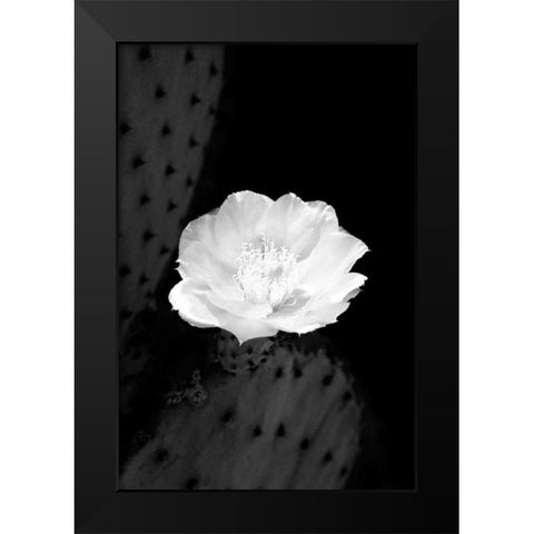 Prickly Pear Cactus Blossom BW Black Modern Wood Framed Art Print by Taylor, Douglas