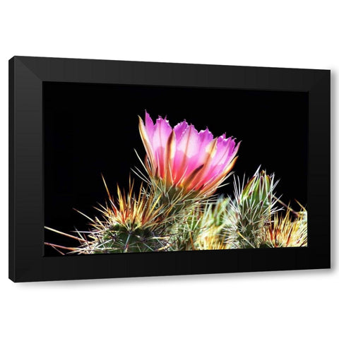 Pretty in Pink Black Modern Wood Framed Art Print with Double Matting by Taylor, Douglas