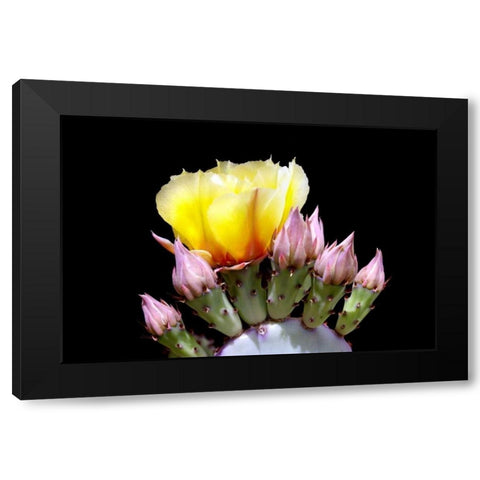 Prickly Pear Blossom and Buds Black Modern Wood Framed Art Print with Double Matting by Taylor, Douglas
