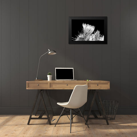 Hedgehog Cactus Flower BW Black Modern Wood Framed Art Print by Taylor, Douglas
