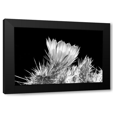 Hedgehog Cactus Flower BW Black Modern Wood Framed Art Print by Taylor, Douglas