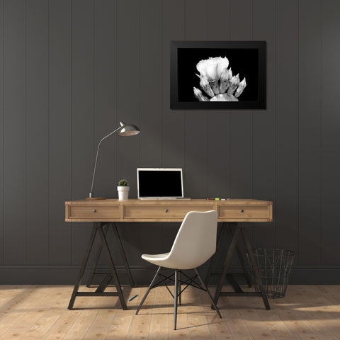 Prickly Pear Blossom and Buds BW Black Modern Wood Framed Art Print by Taylor, Douglas