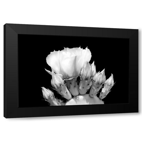 Prickly Pear Blossom and Buds BW Black Modern Wood Framed Art Print by Taylor, Douglas