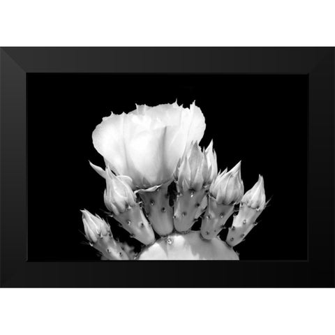 Prickly Pear Blossom and Buds BW Black Modern Wood Framed Art Print by Taylor, Douglas