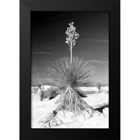 Yucca At White Sands I Black Modern Wood Framed Art Print by Taylor, Douglas