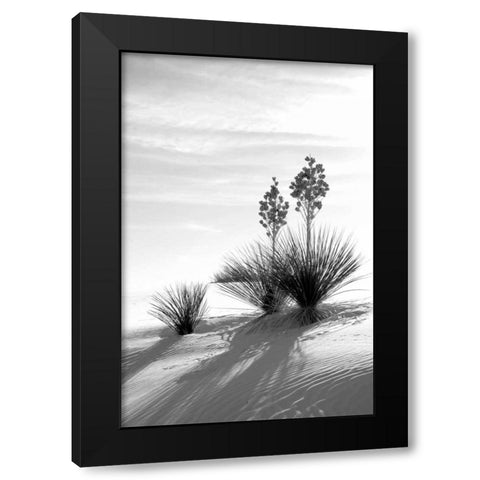 Yucca At White Sands II Black Modern Wood Framed Art Print with Double Matting by Taylor, Douglas