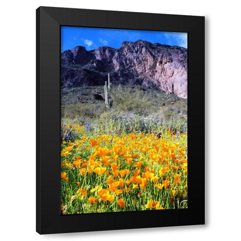 Picacho Peak Wildflowers Black Modern Wood Framed Art Print with Double Matting by Taylor, Douglas