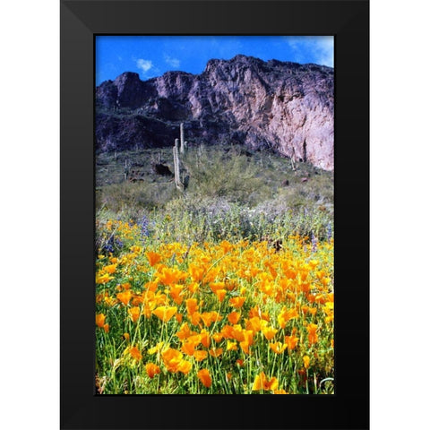 Picacho Peak Wildflowers Black Modern Wood Framed Art Print by Taylor, Douglas