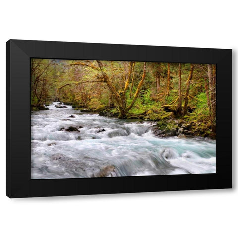 Rainforest River I Black Modern Wood Framed Art Print with Double Matting by Taylor, Douglas