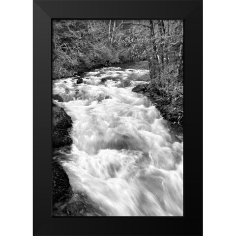 Hamma Hamma River BW Black Modern Wood Framed Art Print by Taylor, Douglas