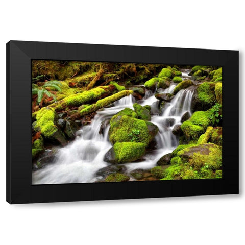 Forest Stream Black Modern Wood Framed Art Print by Taylor, Douglas