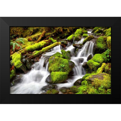 Forest Stream Black Modern Wood Framed Art Print by Taylor, Douglas