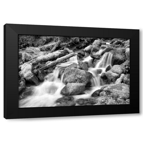 Forest Stream BW Black Modern Wood Framed Art Print by Taylor, Douglas
