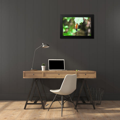 Caterpillar on Leaf I Black Modern Wood Framed Art Print by Thomas, Logan