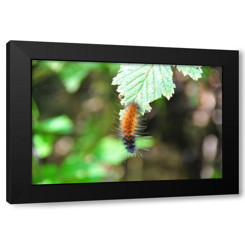 Caterpillar on Leaf I Black Modern Wood Framed Art Print with Double Matting by Thomas, Logan