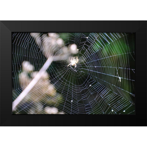 Spiderweb II Black Modern Wood Framed Art Print by Thomas, Logan