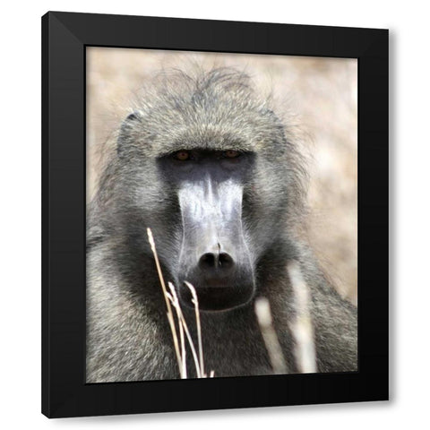 Baboon Portrait I Black Modern Wood Framed Art Print with Double Matting by Underdahl, Dana