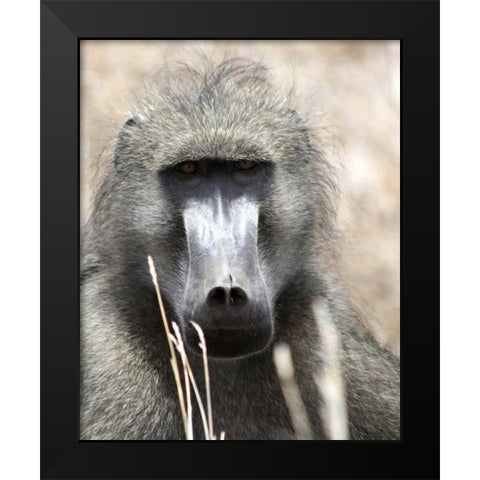 Baboon Portrait I Black Modern Wood Framed Art Print by Underdahl, Dana
