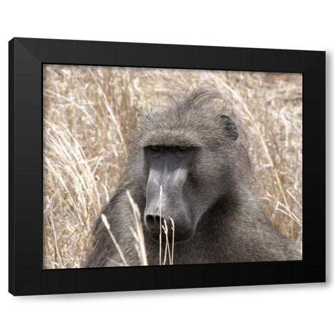 Baboon Portrait IV Black Modern Wood Framed Art Print with Double Matting by Underdahl, Dana