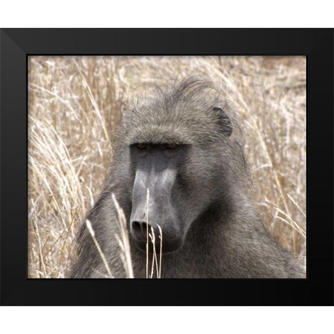 Baboon Portrait IV Black Modern Wood Framed Art Print by Underdahl, Dana