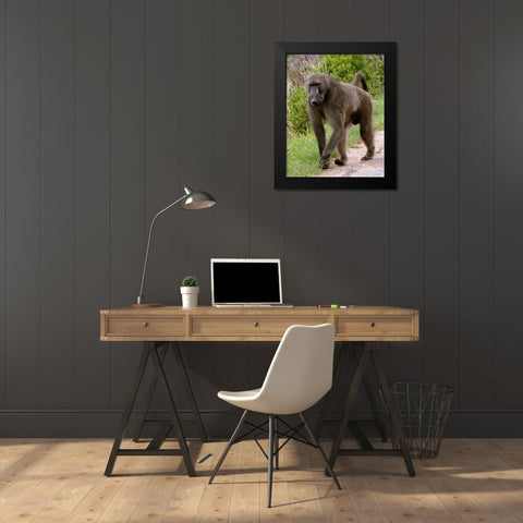 Baboon II Black Modern Wood Framed Art Print by Underdahl, Dana