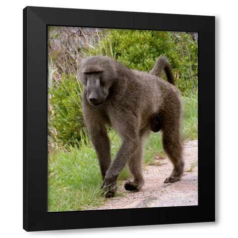 Baboon II Black Modern Wood Framed Art Print by Underdahl, Dana