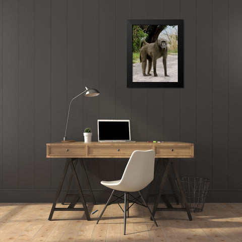 Baboon IV Black Modern Wood Framed Art Print by Underdahl, Dana