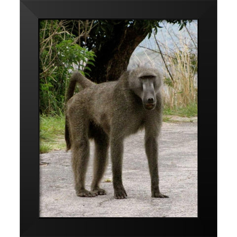 Baboon IV Black Modern Wood Framed Art Print by Underdahl, Dana
