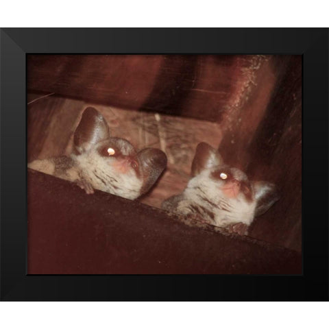 Bushbaby I Black Modern Wood Framed Art Print by Underdahl, Dana