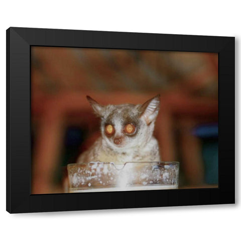 Bushbaby II Black Modern Wood Framed Art Print with Double Matting by Underdahl, Dana