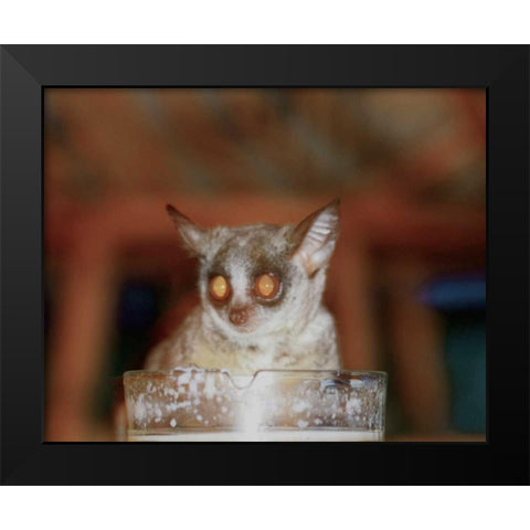 Bushbaby II Black Modern Wood Framed Art Print by Underdahl, Dana