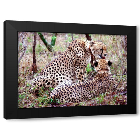 Safari Cheetah II Black Modern Wood Framed Art Print by Underdahl, Dana