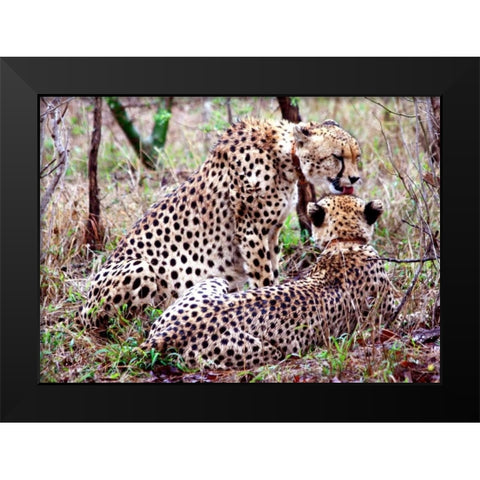 Safari Cheetah II Black Modern Wood Framed Art Print by Underdahl, Dana
