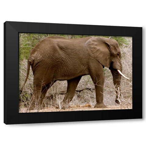 Elephant I Black Modern Wood Framed Art Print by Underdahl, Dana