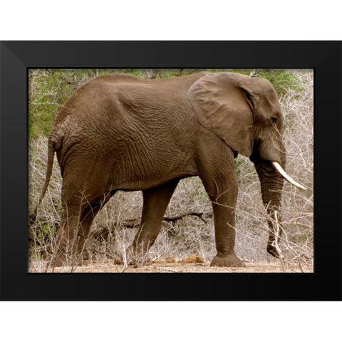 Elephant I Black Modern Wood Framed Art Print by Underdahl, Dana