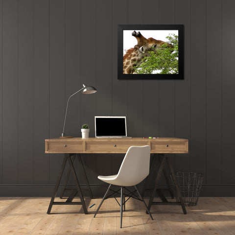 Giraffe I Black Modern Wood Framed Art Print by Underdahl, Dana