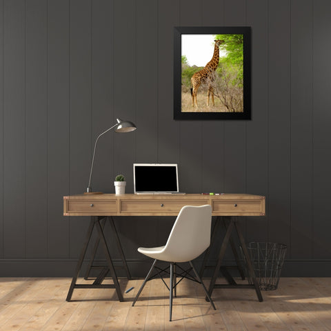 Giraffe Walk III Black Modern Wood Framed Art Print by Underdahl, Dana