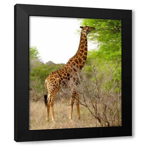 Giraffe Walk III Black Modern Wood Framed Art Print by Underdahl, Dana