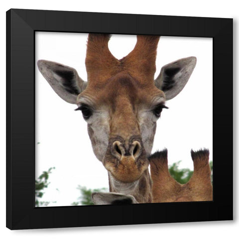 Giraffe Portrait I Black Modern Wood Framed Art Print with Double Matting by Underdahl, Dana