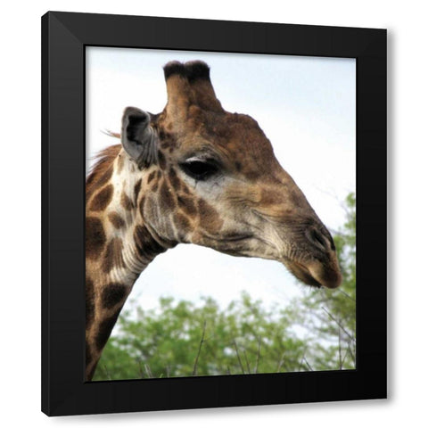 Giraffe Portrait IV Black Modern Wood Framed Art Print with Double Matting by Underdahl, Dana
