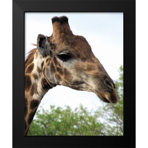 Giraffe Portrait IV Black Modern Wood Framed Art Print by Underdahl, Dana