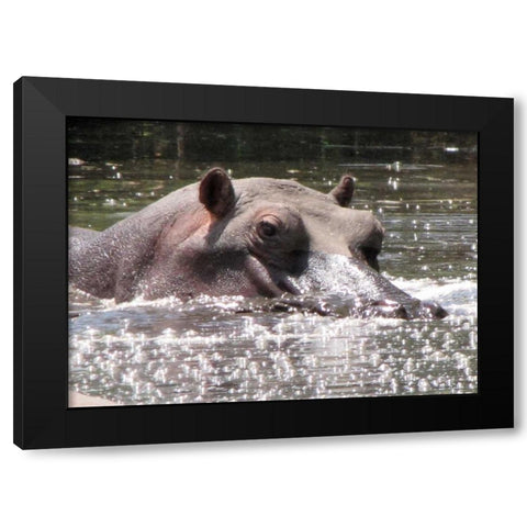 Hippo I Black Modern Wood Framed Art Print with Double Matting by Underdahl, Dana