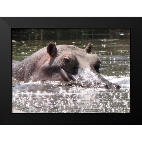 Hippo I Black Modern Wood Framed Art Print by Underdahl, Dana