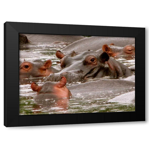 Hippo V Black Modern Wood Framed Art Print with Double Matting by Underdahl, Dana