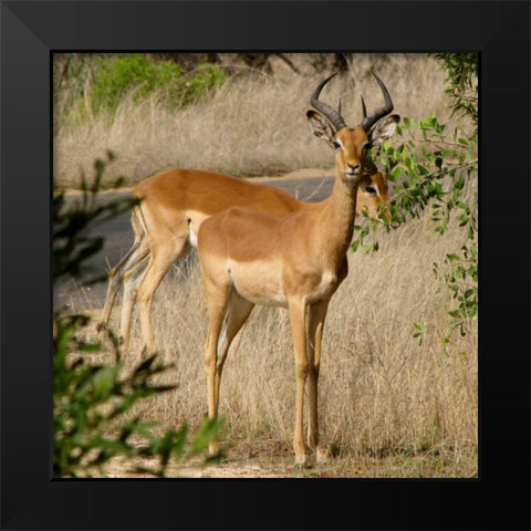Impala III Black Modern Wood Framed Art Print by Underdahl, Dana