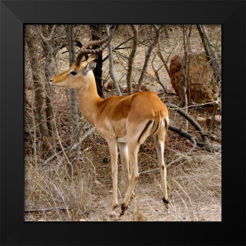 Impala V Black Modern Wood Framed Art Print by Underdahl, Dana