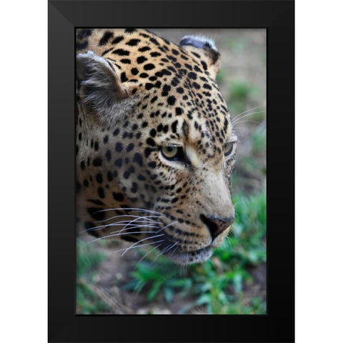 Leopard II Black Modern Wood Framed Art Print by Underdahl, Dana